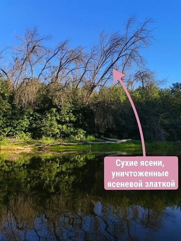 Не всё золото, что блестит: волгоградский биолог Алина Урусова, изучающая экосистему острова Сарпинский, рассказала, кто съел ясени в нашем регионе Не всё золото, что блестит: волгоградский биолог Алина Урусова, изучающая экосистему острова Сарпинский, рассказала, кто съел ясени в нашем регионе