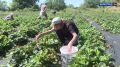 Ягоды спеют! Сладкую клубнику и малину собирают волгоградские фермеры