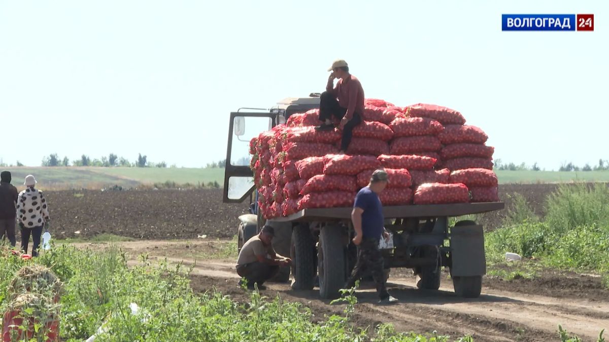 Волгоградская область планирует собрать в этом сезоне более миллиона тонн овощей Волгоградская область планирует собрать в этом сезоне более миллиона тонн овощей