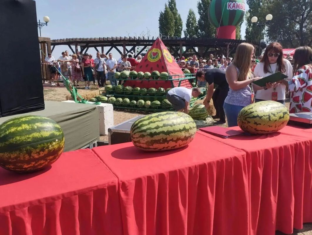 На Камышинском арбузном фестивале нашли самый большой арбуз На Камышинском арбузном фестивале нашли самый большой арбуз