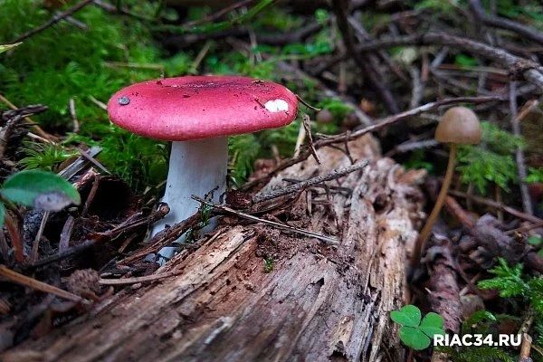 Волгоградский миколог: в сентябре-2026 грибникам можно расслабиться Волгоградский миколог: в сентябре-2026 грибникам можно расслабиться