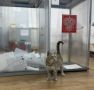 За обстановкой на выборах в Волгоградской области следят коты