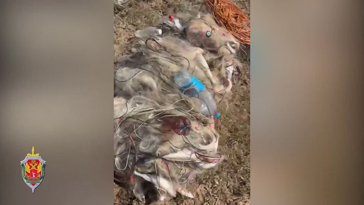 В суд направлено уголовное дело браконьера, выловившего из Цимлянского водохранилища более 600 особей рыб