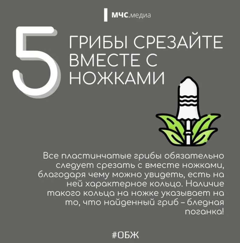 В Волгоградской области стоит тёплая осенняя погода, а значит, многие отправляются в лес на тихую охоту В Волгоградской области стоит тёплая осенняя погода, а значит, многие отправляются в лес на тихую охоту