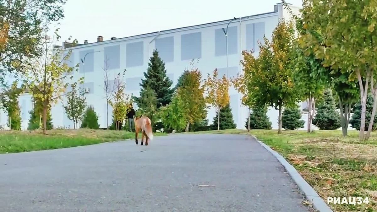 На Мамаевом кургане поселилась лиса-попрошайка