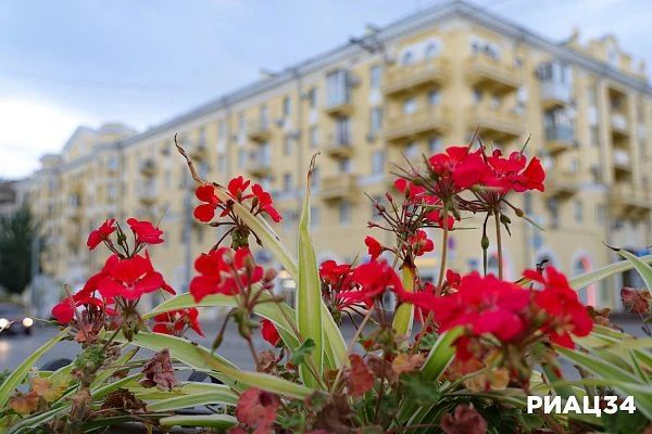 В Волгограде к середине октября зацвели кусты дёрена белого (сорт «Сибирика вариегата») В Волгограде к середине октября зацвели кусты дёрена белого (сорт «Сибирика вариегата»)