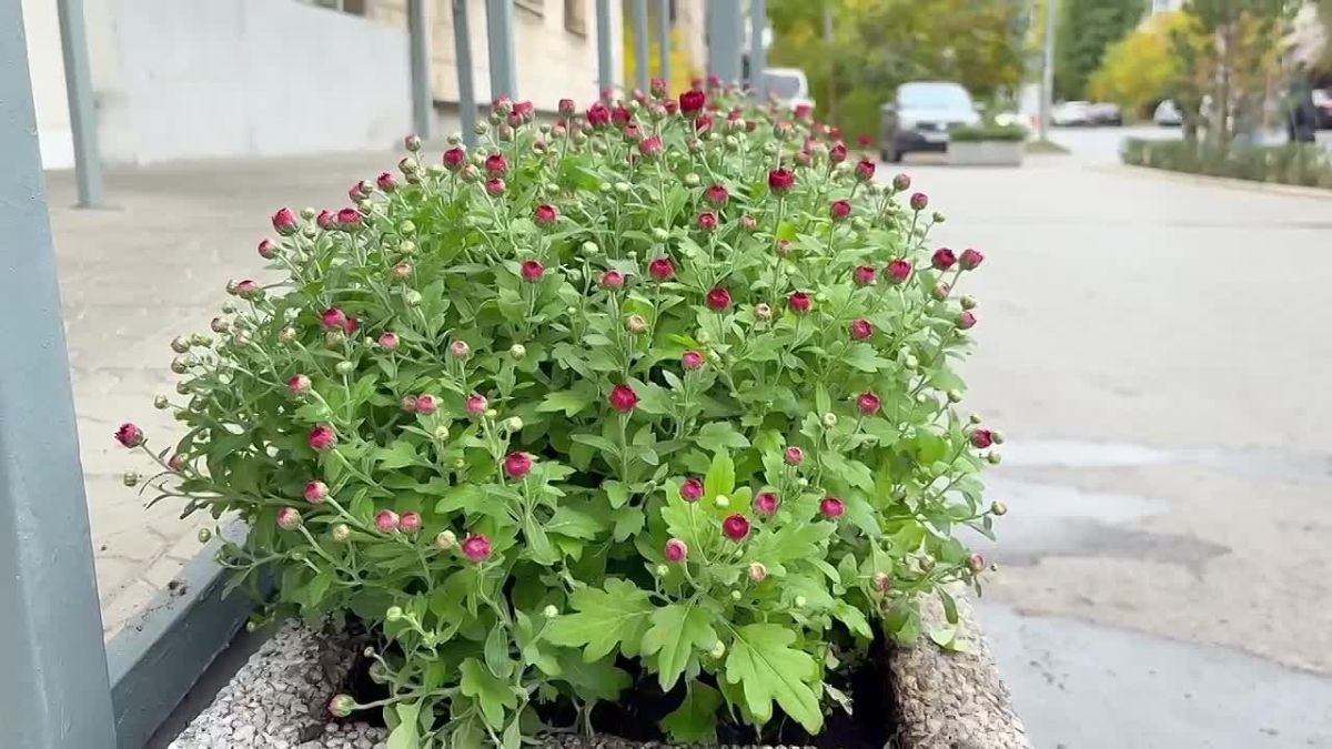 Инспекция Госжилнадзора продолжает благоустраивать прилегающую территорию