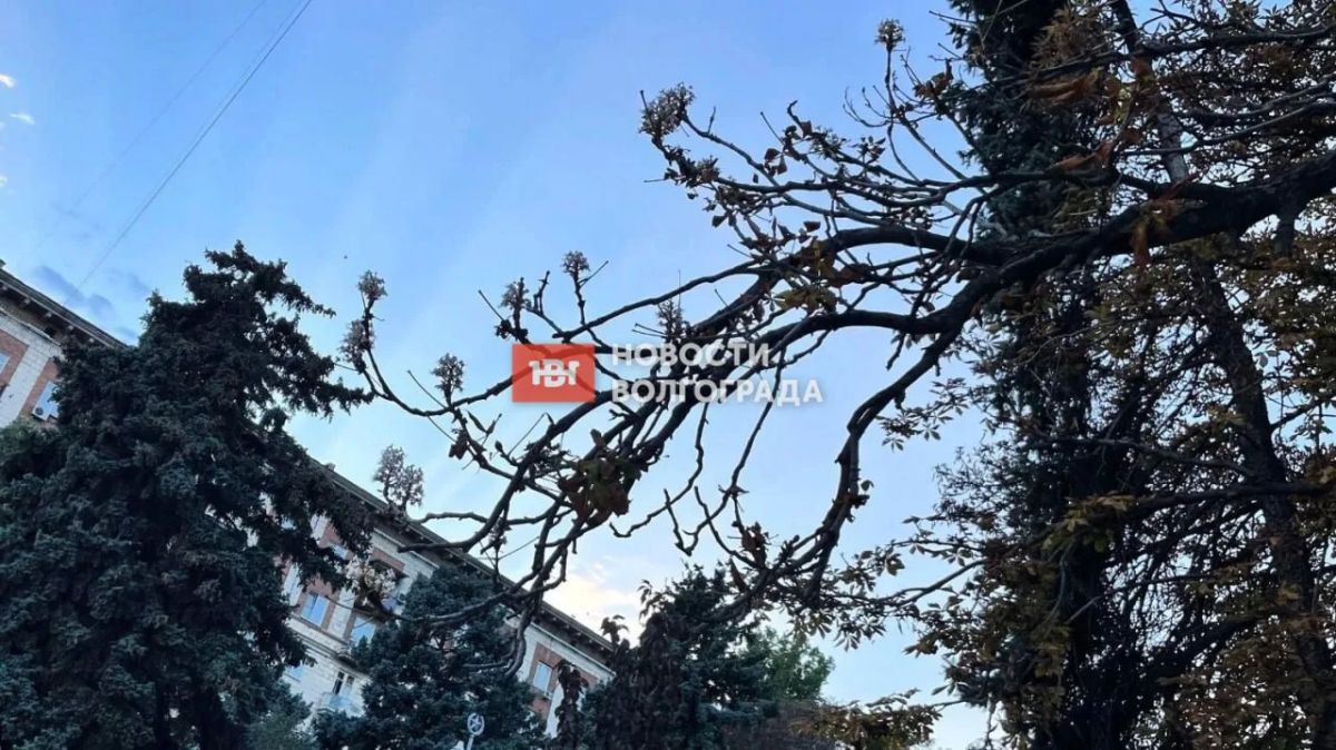Аномальный октябрь в Волгограде: погода радует, каштаны зацвели повторно, а тутовник дал второй урожай Аномальный октябрь в Волгограде: погода радует, каштаны зацвели повторно, а тутовник дал второй урожай