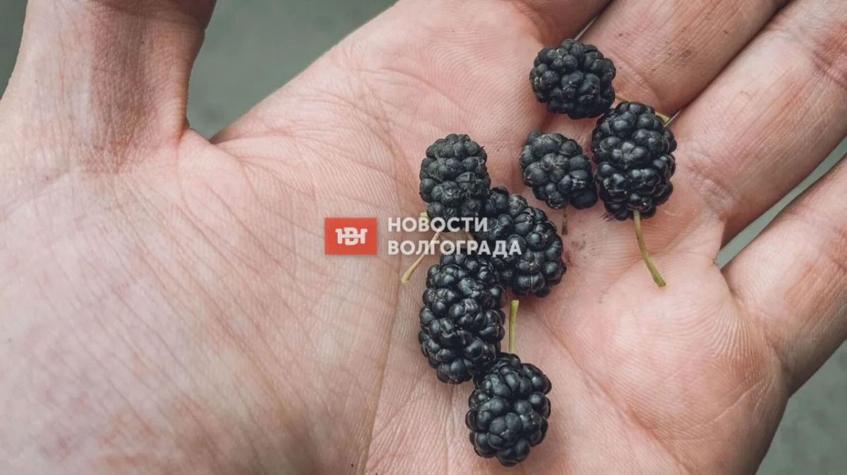 Аномальный октябрь в Волгограде: погода радует, каштаны зацвели повторно, а тутовник дал второй урожай