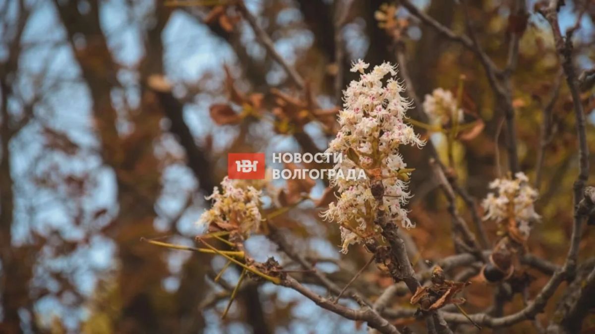 Аномальный октябрь в Волгограде: погода радует, каштаны зацвели повторно, а тутовник дал второй урожай Аномальный октябрь в Волгограде: погода радует, каштаны зацвели повторно, а тутовник дал второй урожай