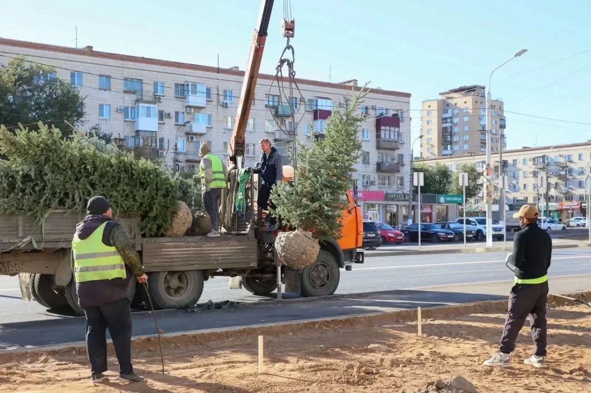 На ул. 7-й Гвардейской началась высадка деревьев